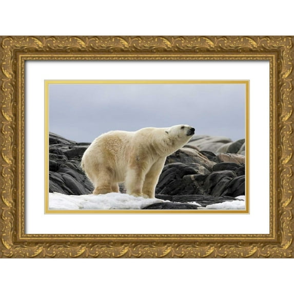 Young, Bill 14x10 Gold Ornate Wood Framed with Double Matting Museum Art Print Titled - Norway, Svalbard Polar bear on snow