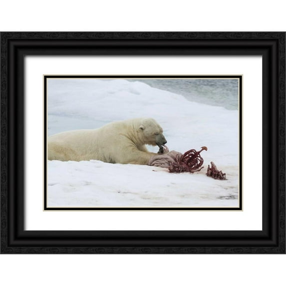 Young, Bill 14x11 Black Ornate Wood Framed with Double Matting Museum Art Print Titled - Norway, Svalbard Polar bear eating seal carcass