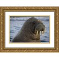 thumbnail image 1 of Young, Bill 14x11 Gold Ornate Wood Framed with Double Matting Museum Art Print Titled - Norway, Svalbard Close-up of walrus in the water, 1 of 4