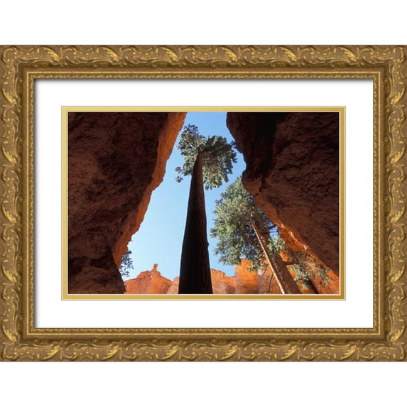 Young, Bill 14x11 Gold Ornate Wood Framed with Double Matting Museum Art Print Titled - UT, Bryce Canyon Tall pine in Wall Street canyon