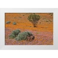 thumbnail image 1 of Young, Bill 14x11 White Modern Wood Framed Museum Art Print Titled - Blossoms in Namaqua NP, Namaqualand, South Africa, 1 of 4