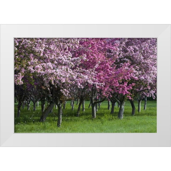 Young, Bill 14x11 White Modern Wood Framed Museum Art Print Titled - Canada, Ontario, Ottawa Grove of cherry trees