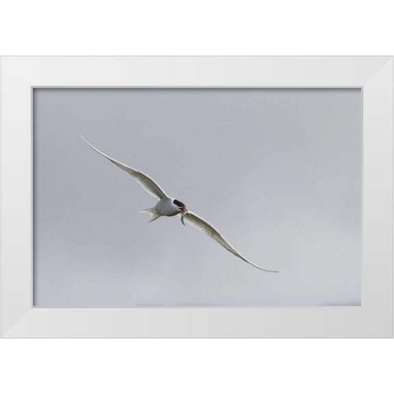 Young, Bill 14x11 White Modern Wood Framed Museum Art Print Titled - Iceland, Vik Arctic tern with small fish in beak