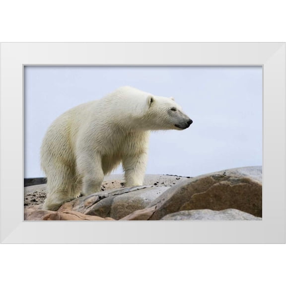 Young, Bill 14x11 White Modern Wood Framed Museum Art Print Titled - Norway, Svalbard Polar bear on rocky ground