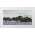 thumbnail image 1 of Young, Bill 14x9 White Modern Wood Framed Museum Art Print Titled - Norway, Svalbard Walruses moving into the water, 1 of 4