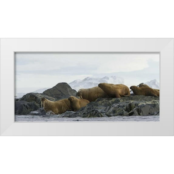 Young, Bill 14x9 White Modern Wood Framed Museum Art Print Titled - Norway, Svalbard Walruses moving into the water