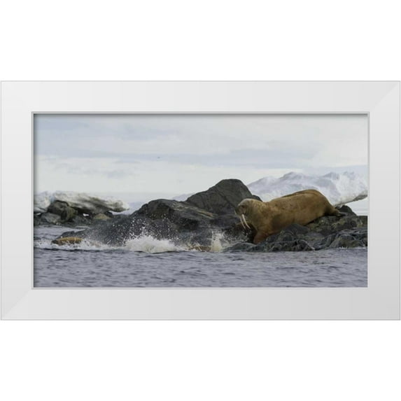 Young, Bill 18x11 White Modern Wood Framed Museum Art Print Titled - Norway, Svalbard Walruses moving into the water