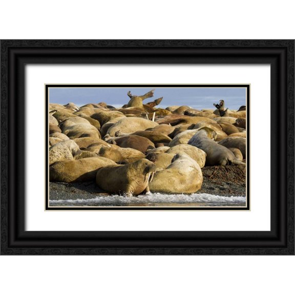 Young, Bill 18x12 Black Ornate Wood Framed with Double Matting Museum Art Print Titled - Norway, Svalbard, Torellneset Walruses resting