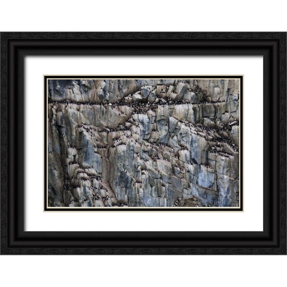 Young, Bill 18x13 Black Ornate Wood Framed with Double Matting Museum Art Print Titled - Norway, Svalbard Alkefjellet cliff bird colony