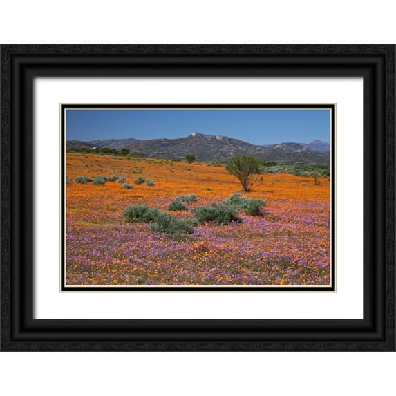 Young, Bill 18x13 Black Ornate Wood Framed with Double Matting Museum Art Print Titled - Orange purple blossoms, Namaqua NP, South Africa