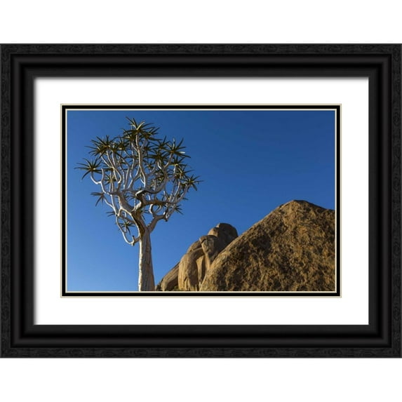 Young, Bill 18x13 Black Ornate Wood Framed with Double Matting Museum Art Print Titled - South Richtersveld NP Quiver tree and boulder
