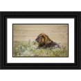 thumbnail image 1 of Young, Bill 24x16 Black Ornate Wood Framed with Double Matting Museum Art Print Titled - Namibia, Etosha NP Adult male lion resting, 1 of 4