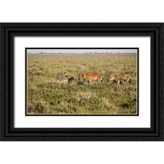 Young, Bill 24x16 Black Ornate Wood Framed with Double Matting Museum Art Print Titled - Namibia Hyenas and black-backed jackals eating