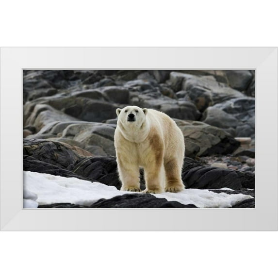 Young, Bill 24x16 White Modern Wood Framed Museum Art Print Titled - Norway, Svalbard Polar bear on snow