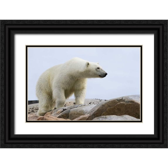 Young, Bill 24x17 Black Ornate Wood Framed with Double Matting Museum Art Print Titled - Norway, Svalbard Polar bear on rocky ground
