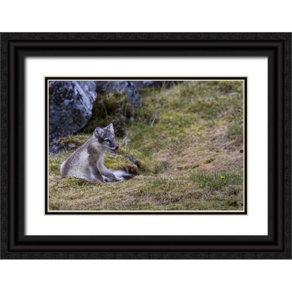Young, Bill 24x17 Black Ornate Wood Framed with Double Matting Museum Art Print Titled - Norway, Svalbard, Prins Karls Forland