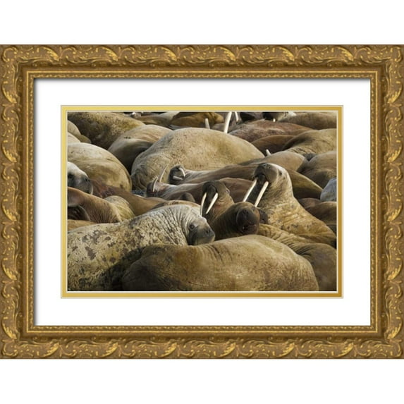 Young, Bill 24x17 Gold Ornate Wood Framed with Double Matting Museum Art Print Titled - Norway, Svalbard, Torellneset Walruses resting