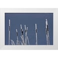 thumbnail image 1 of Young, Bill 24x17 White Modern Wood Framed Museum Art Print Titled - Canada, BC Bulrushes coated with hoar frost, 1 of 4