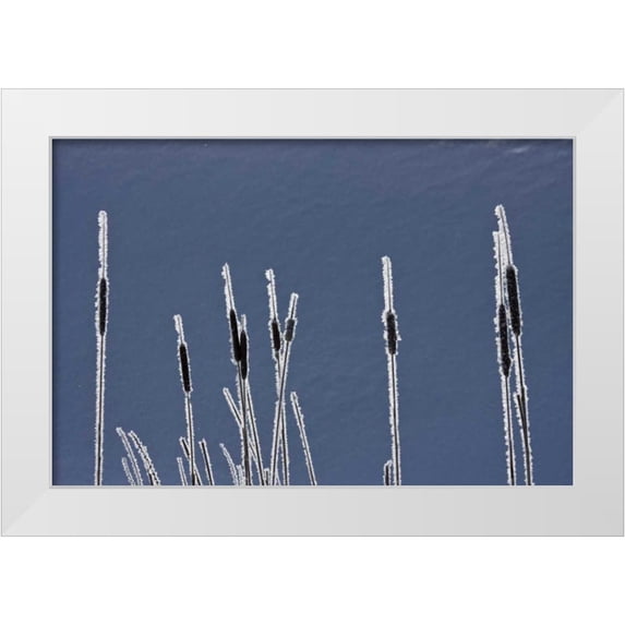 Young, Bill 24x17 White Modern Wood Framed Museum Art Print Titled - Canada, BC Bulrushes coated with hoar frost