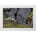 thumbnail image 1 of Young, Bill 24x17 White Modern Wood Framed Museum Art Print Titled - Norway, Svalbard, Prins Karls Forland, 1 of 4