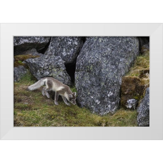 Young, Bill 24x17 White Modern Wood Framed Museum Art Print Titled - Norway, Svalbard, Prins Karls Forland