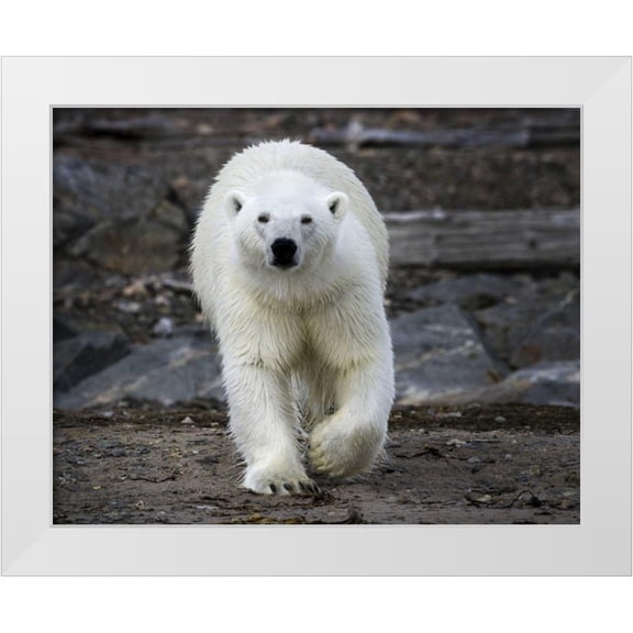 Young, Bill 24x20 White Modern Wood Framed Museum Art Print Titled - Norway, Svalbard Polar bear on rocky ground