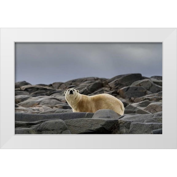Young, Bill 32x21 White Modern Wood Framed Museum Art Print Titled - Norway, Svalbard Polar bear on rocky ground