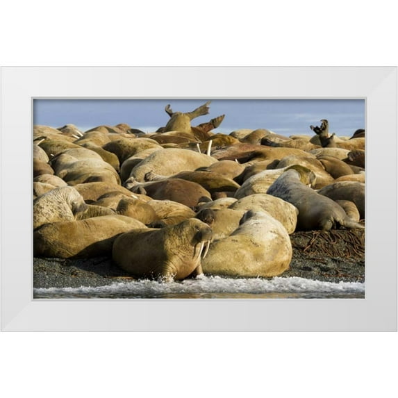 Young, Bill 32x21 White Modern Wood Framed Museum Art Print Titled - Norway, Svalbard, Torellneset Walruses resting