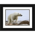 thumbnail image 1 of Young, Bill 32x22 Black Ornate Wood Framed with Double Matting Museum Art Print Titled - Norway, Svalbard Polar bear on rocky ground, 1 of 4