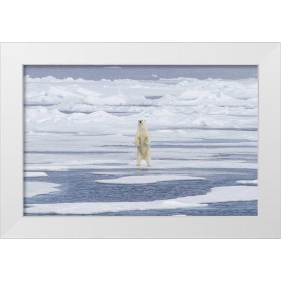 Young, Bill 32x22 White Modern Wood Framed Museum Art Print Titled - Norway, Svalbard Polar bear on sea ice