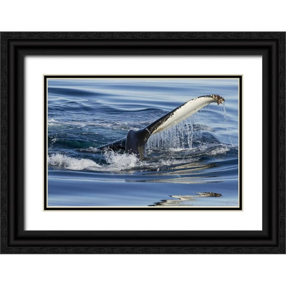 Young, Bill 32x23 Black Ornate Wood Framed with Double Matting Museum Art Print Titled - Norway, Svalbard Humpback whale tailfin breeches