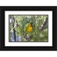 thumbnail image 1 of Young, Bill 32x23 Black Ornate Wood Framed with Double Matting Museum Art Print Titled - Slender-billed Weaver, Kamieskroon, South Africa, 1 of 4