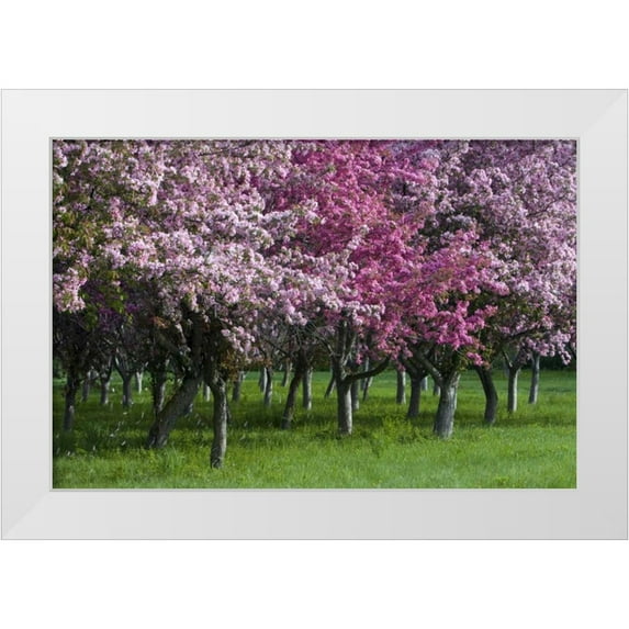 Young, Bill 32x23 White Modern Wood Framed Museum Art Print Titled - Canada, Ontario, Ottawa Grove of cherry trees