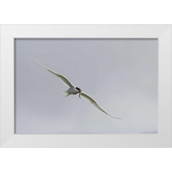 Young, Bill 32x23 White Modern Wood Framed Museum Art Print Titled - Iceland, Vik Arctic tern with small fish in beak