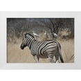 thumbnail image 1 of Young, Bill 32x23 White Modern Wood Framed Museum Art Print Titled - Namibia, Etosha NP Zebra with three egrets, 1 of 4