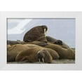 thumbnail image 1 of Young, Bill 32x23 White Modern Wood Framed Museum Art Print Titled - Norway, Prins Karls Forland Walruses resting, 1 of 4