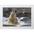 thumbnail image 1 of Young, Bill 32x23 White Modern Wood Framed Museum Art Print Titled - Norway, Svalbard Polar bear on snow, 1 of 4