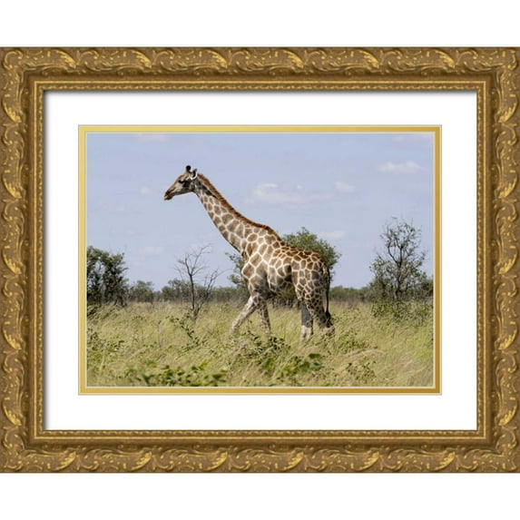 Young, Bill 32x24 Gold Ornate Wood Framed with Double Matting Museum Art Print Titled - Namibia, Etosha NP Giraffe walking through grass