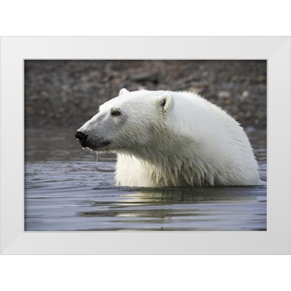 Young, Bill 32x24 White Modern Wood Framed Museum Art Print Titled - Norway, Svalbard Polar bear standing in water