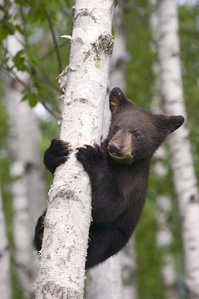 Young Black Bear Cub In Birch Tree Minnesota Forest Spring Captive Canvas Art - Michael DeYoung Design Pics (11 x 17)