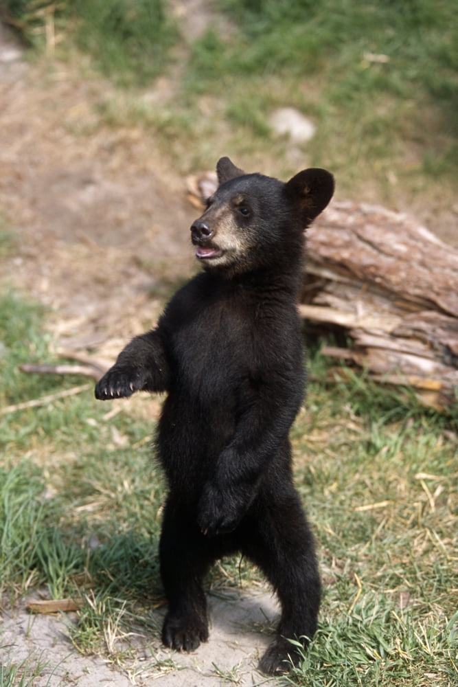 Young Black Bear Cub Standing Upright Captive Alaska Wildlife Conservation Center Summer Canvas Art - Doug Lindstrand Design Pics (11 x 17)