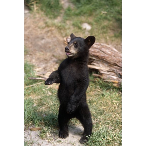 Young Black Bear Cub Standing Upright Captive Alaska Wildlife Conservation Center Summer Canvas Art - Doug Lindstrand Design Pics (11 x 17)
