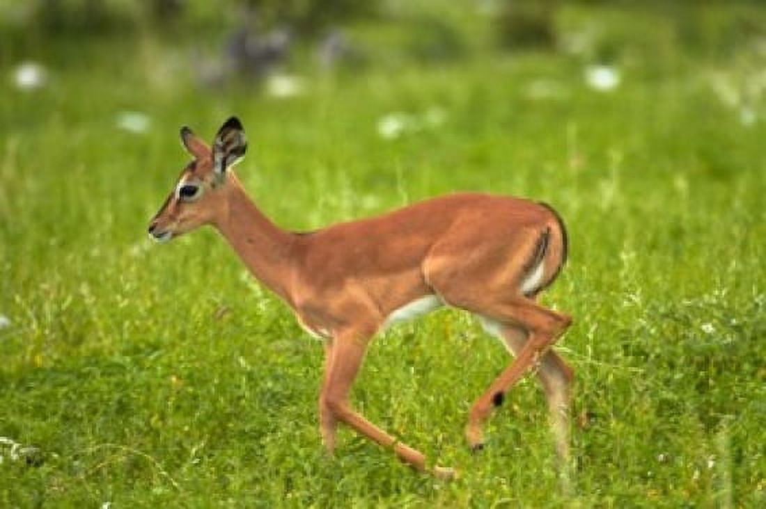 Young Black-faced impala Etosha National Park Namibia Canvas Art - David Wall DanitaDelimont (24 x 15)