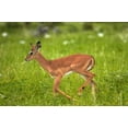 thumbnail image 1 of Young Black-faced impala, Etosha National Park, Namibia Poster Print by David Wall (35 x 24), 1 of 1