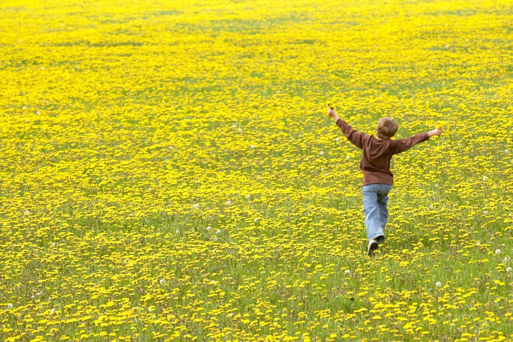 Young Boy Running Through Field Of Dandelions With Hands Up In The Air Fernie British Columbia Canvas Art - Gemstone Images Design Pics (18 x 12)