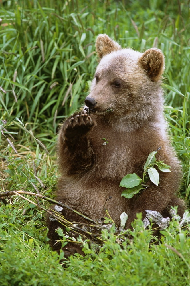 Young Brown Bear Cub Sitting In Grassy Meadow Sc Summer Alaska Wildlife Conservation Center Captive Canvas Art - Doug Lindstrand Design Pics (11 x 17)