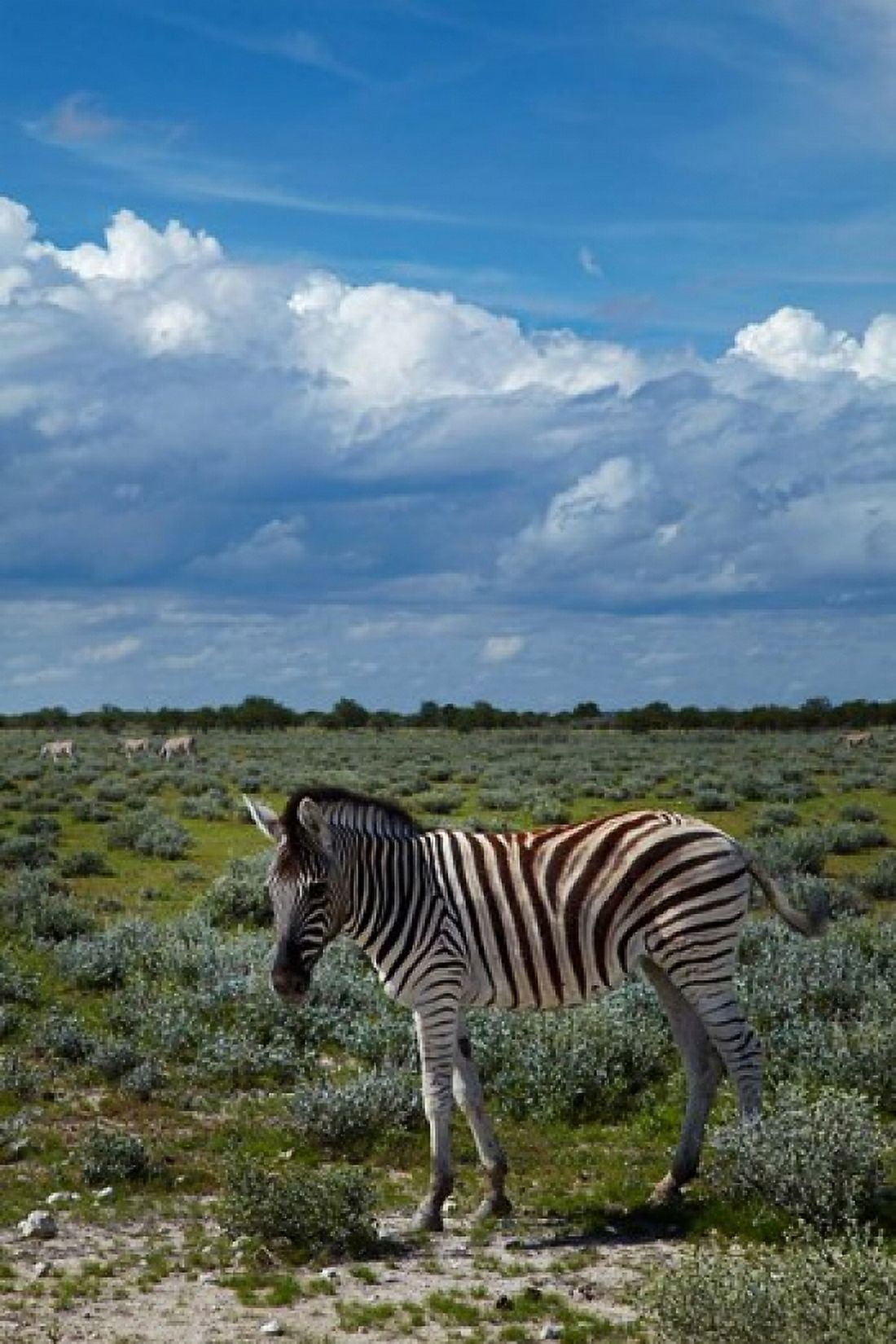 Young Burchells zebra burchellii Etosha NP Namibia Africa Canvas Art - David Wall DanitaDelimont (25 x 38)