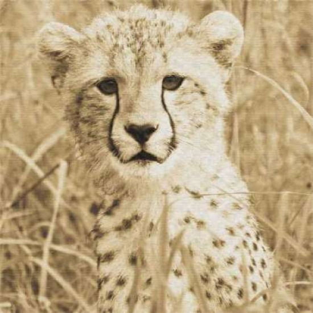 Young Cheetah Canvas Art - Susann Parker (24 x 24)