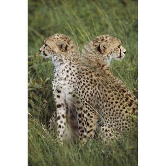 Young Cheetahs In Grassland Habitat Africa Poster Print, 24 x 38