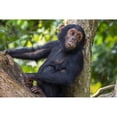 thumbnail image 1 of Young Chimpanzee resting in a tree in Mahale Mountains National Park on the shore of Lake Tanganika; Tanzania by Kenneth, 1 of 3
